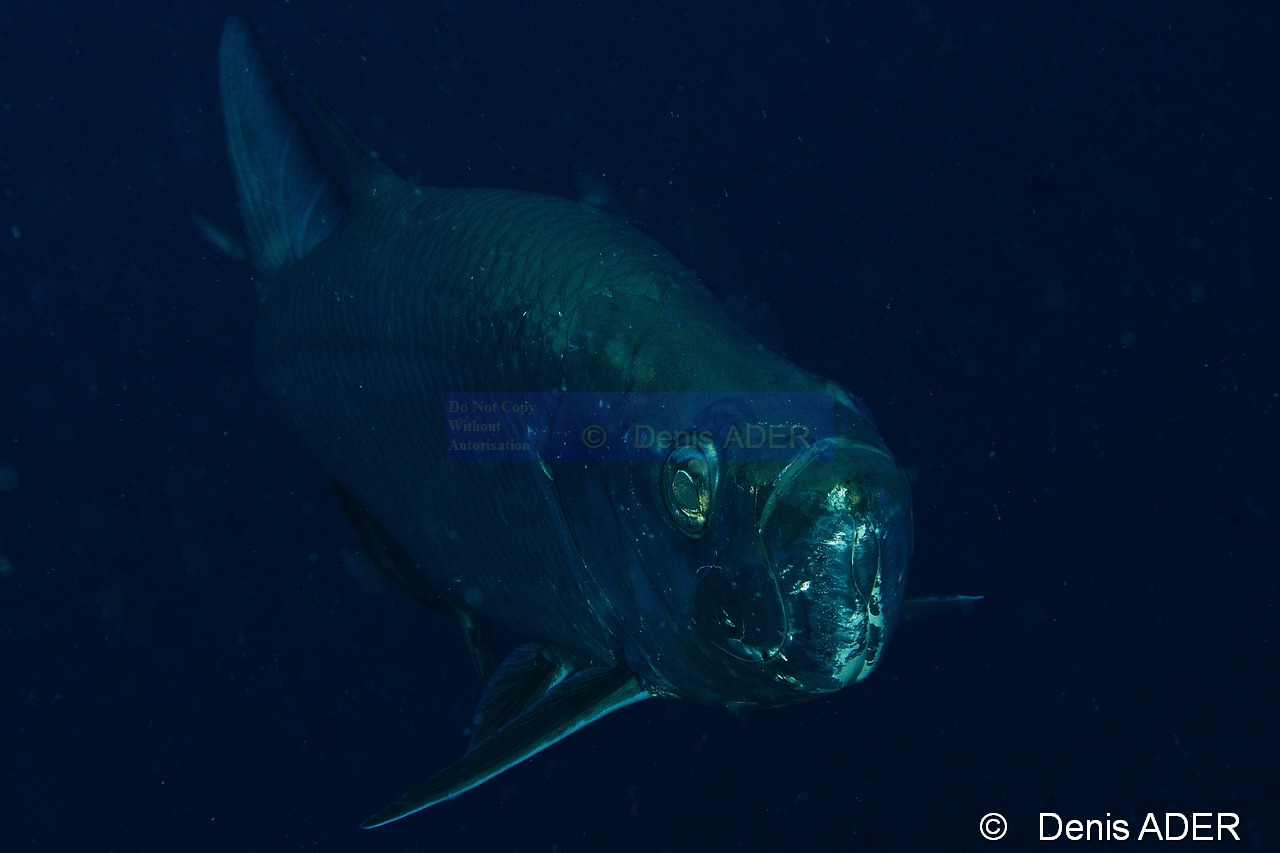 Megalops atlanticus tarpon-Bonaire Buddy reef-19m-20120217-Denis-ADER-DSC_6257_tn.jpg